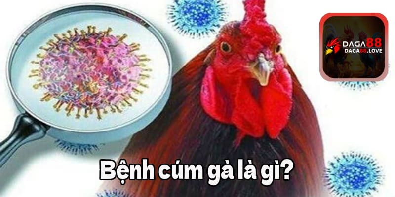 Bệnh cúm gà là gì?