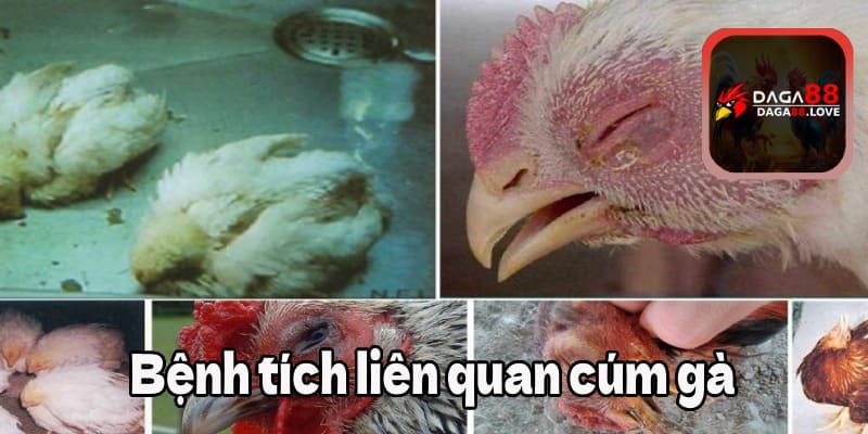 Bệnh tích liên quan bệnh cúm gà