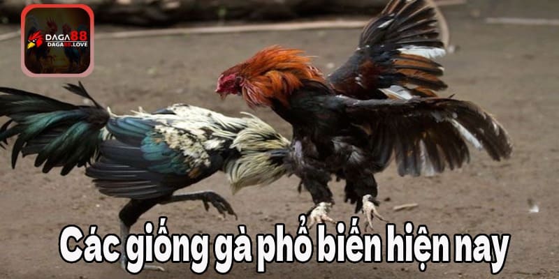 Các giống gà đá phổ biến hiện nay