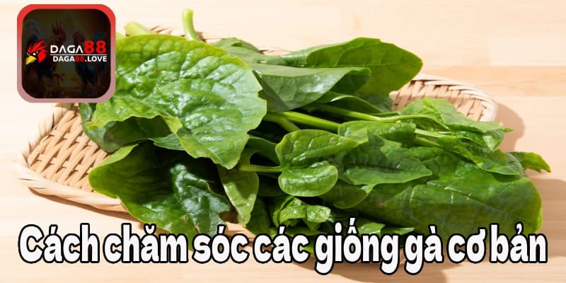 Bổ sung rau xanh cho gà