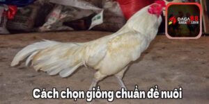 Cách chọn giống gà nhạn chuẩn để nuôi