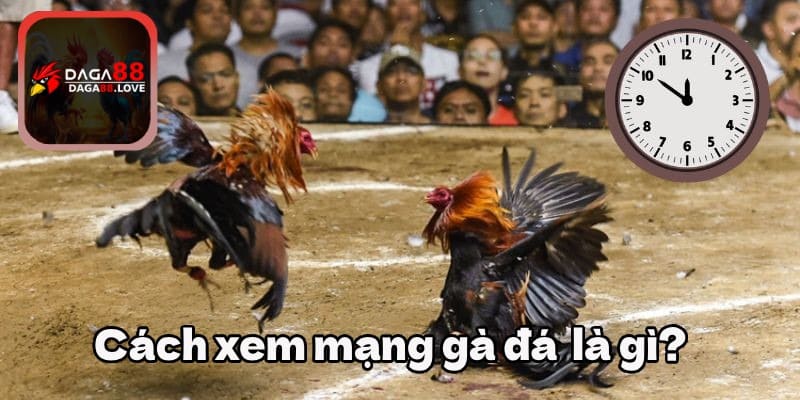 Cách xem mạng gà đá là gì?