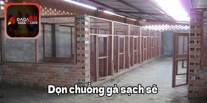 Chăm sóc gà đá - Dọn chuồng gà sạch sẽ 