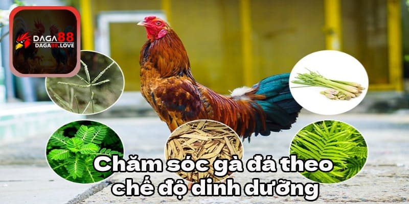 Chăm sóc gà đá theo chế độ dinh dưỡng