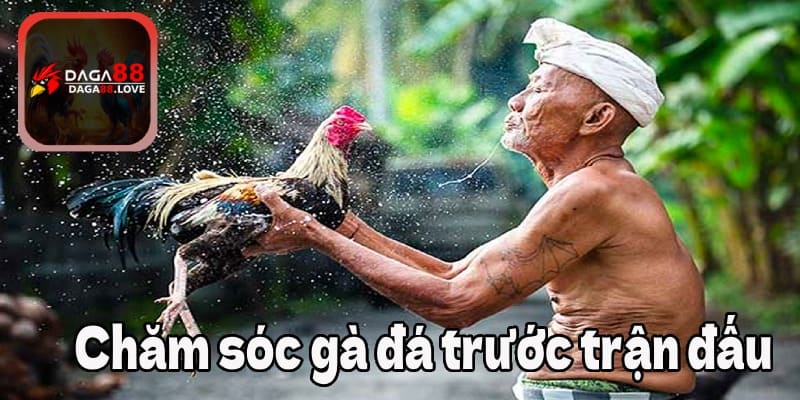 Chăm sóc gà đá trước trận đấu