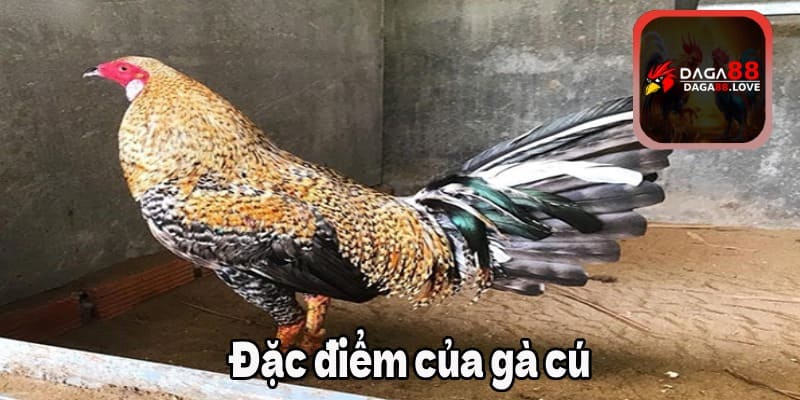 Đặc điểm của giống gà cú