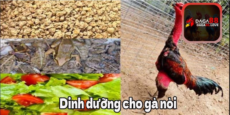 Dinh dưỡng cho gà nòi