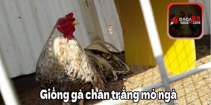 Giống gà cú chân trắng mỏ ngà