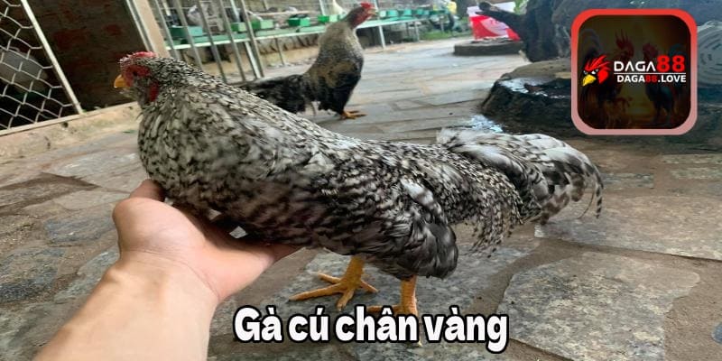 Giống gà cú chân màu vàng