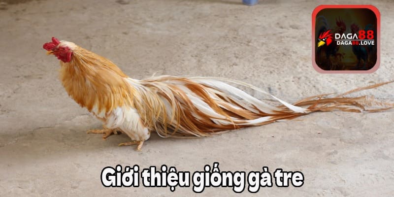 Giới thiệu giống gà tre