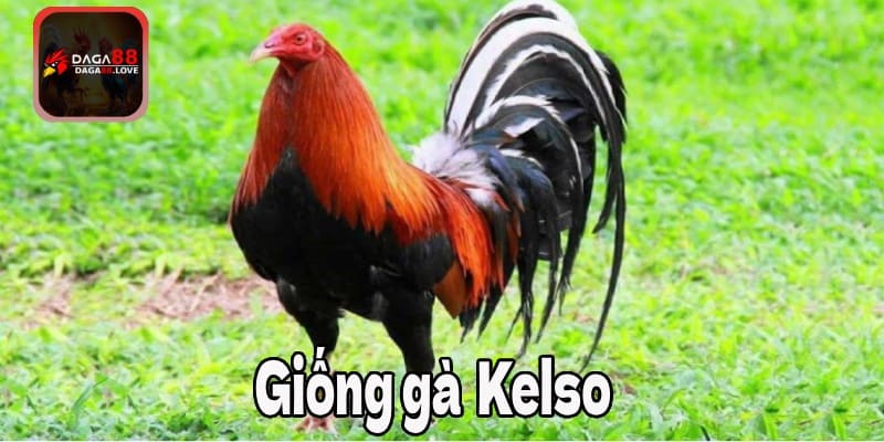 Giống gà Kelso