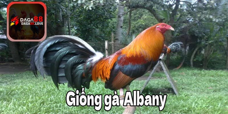 Giống gà Albany là giống tiềm năng