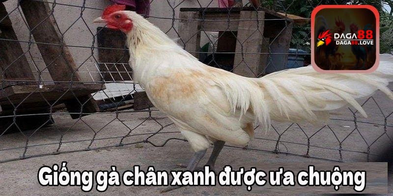 Giống gà nhạn chân xanh được ưa chuộng