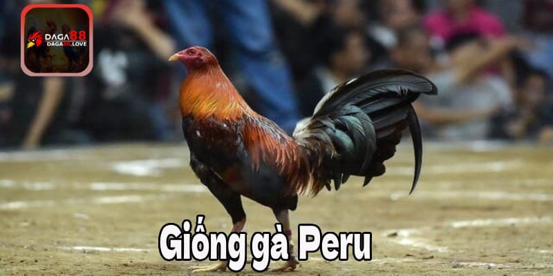 Giống gà chọi Peru