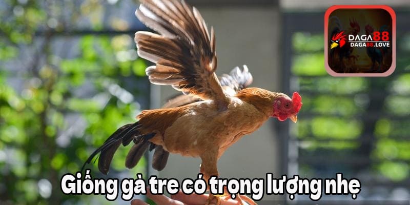 Giống gà tre có trọng lượng nhẹ