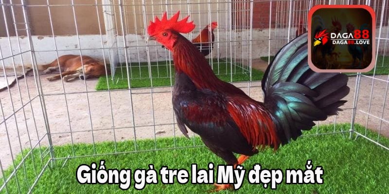 Giống gà tre lai Mỹ đẹp mắt