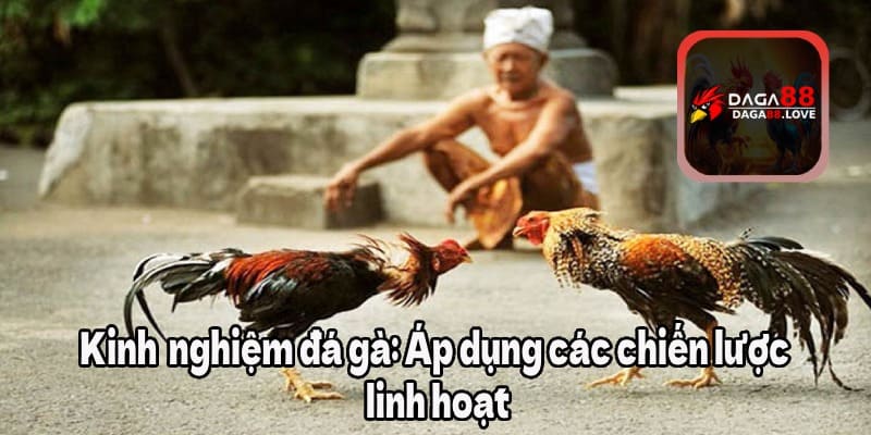 Kinh nghiệm đá gà: Áp dụng các chiến lược linh hoạt