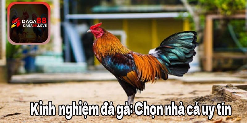 Kinh nghiệm đá gà: Chọn nhà cái uy tín đặt cược