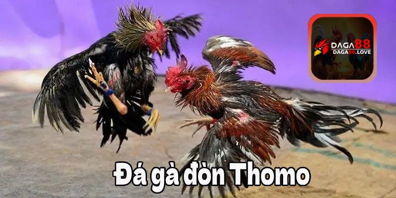 Kinh nghiệm đá gà Thomo