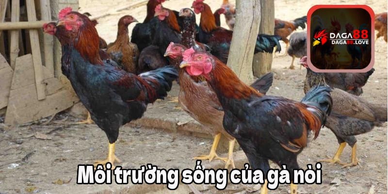 Môi trường sống của gà nòi