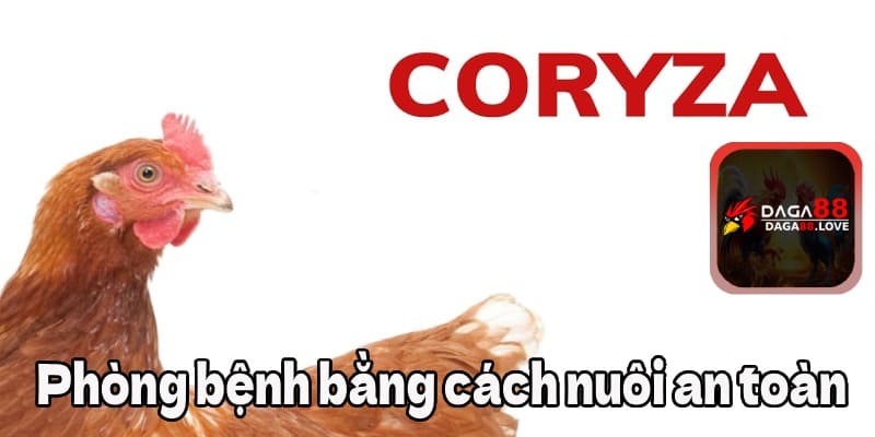 Phòng bệnh Coryza bằng cách nuôi an toàn