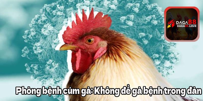 Phòng bệnh cúm gà: Không để gà bệnh trong đàn