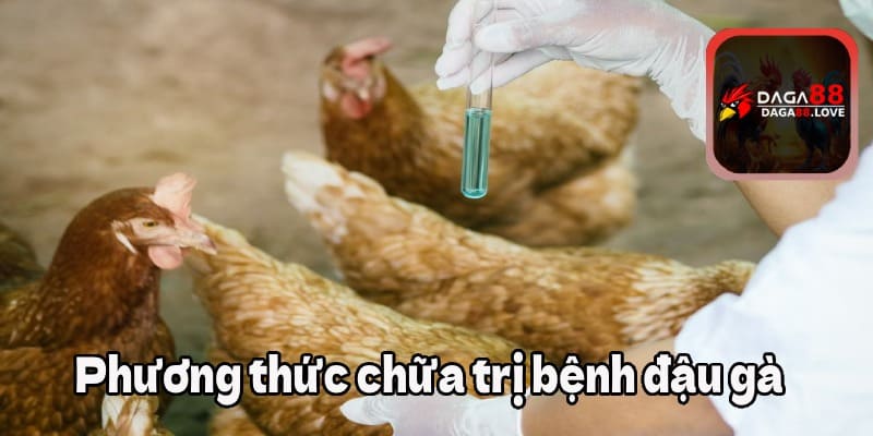 Phương thức chữa trị bệnh đậu gà