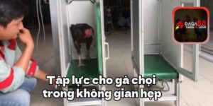 Tập lực cho gà chọi trong không gian hẹp