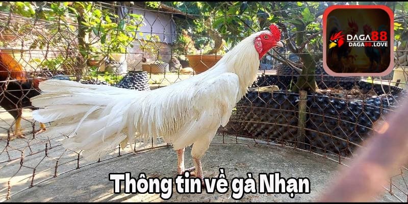 Thông tin về gà Nhạn