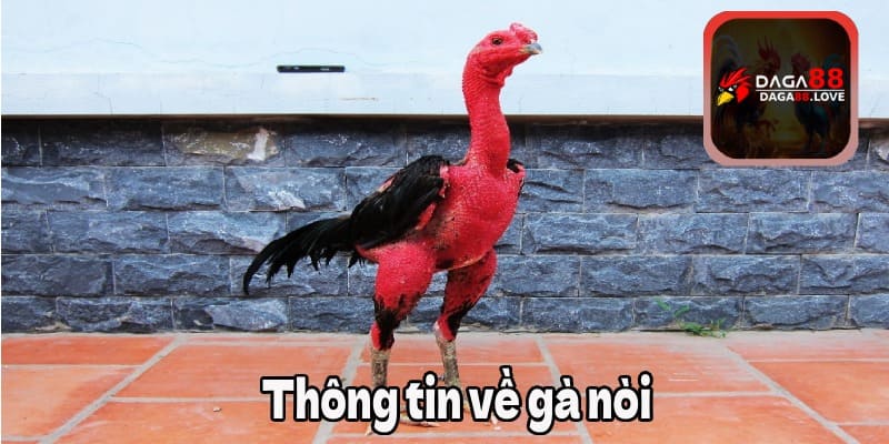 Thông tin về gà Nòi