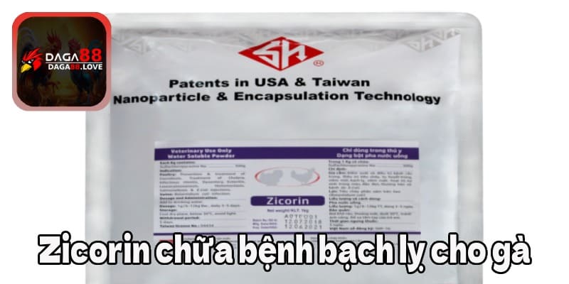 Zicorin chữa bệnh bạch lỵ tốt cho gà