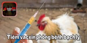 Tiêm vacxin phòng bệnh bạch lỵ cho gà