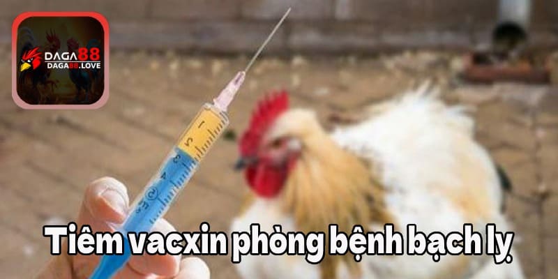 Tiêm vacxin phòng bệnh bạch lỵ cho gà