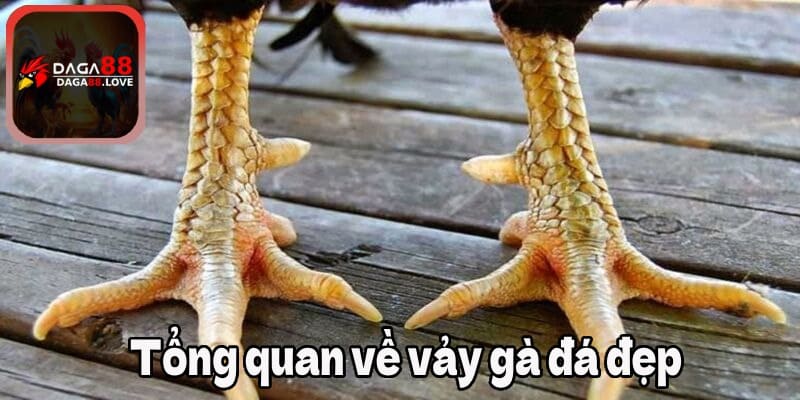 Tổng quan về vảy gà đá đẹp