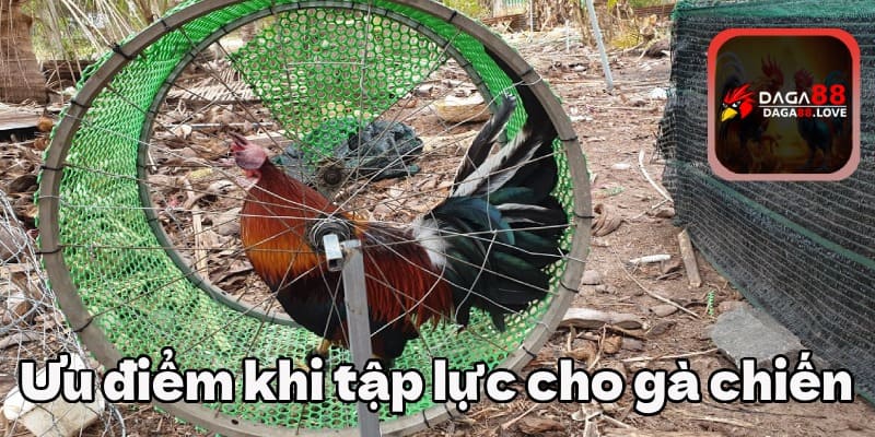 Ưu điểm khi tập lực cho gà chọi