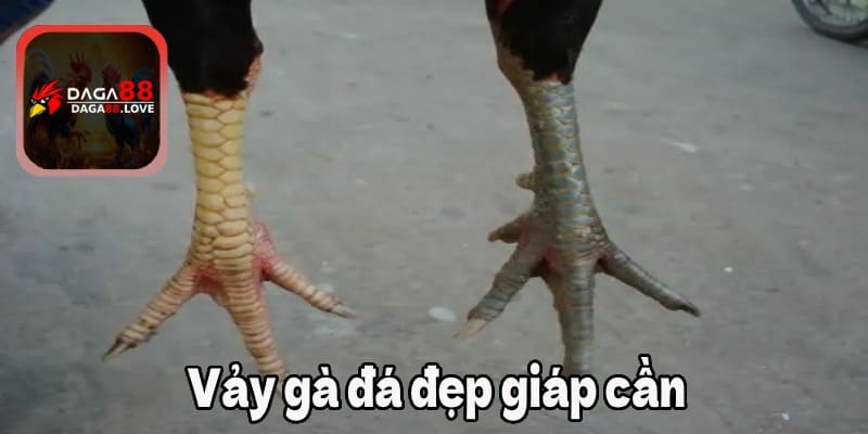 Vảy gà đá đẹp giáp cần 