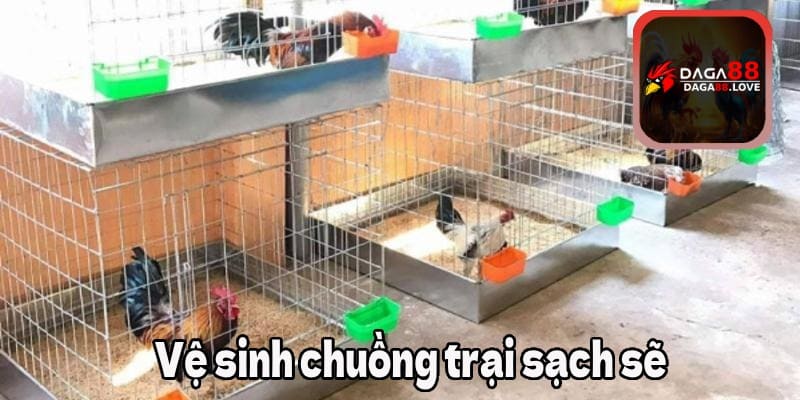 Vệ sinh chuồng trại gà tre sạch sẽ