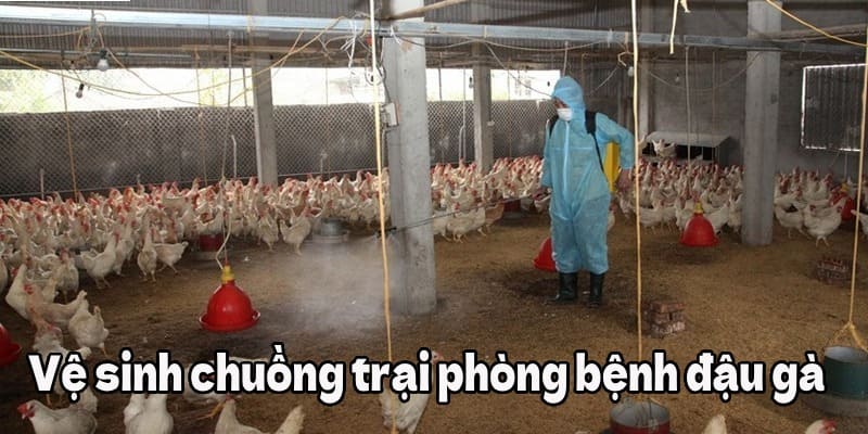 Vệ sinh chuồng trại phòng bệnh đậu gà