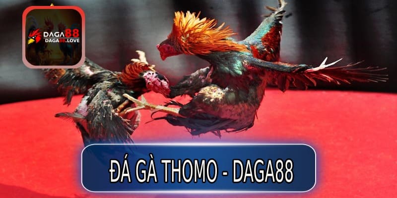 Sảnh đá gà Thomo - DAGA88