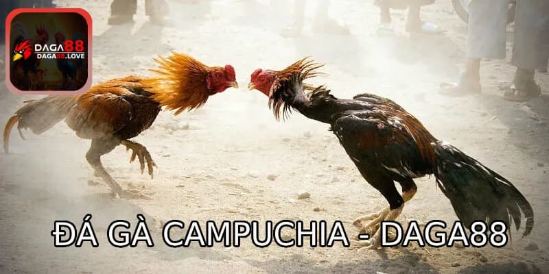 Sảnh đá gà Campuchia - DAGA88